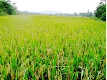 �Ӳ챨��?���Ӽ��Ź�����ҵ֮ʹ?